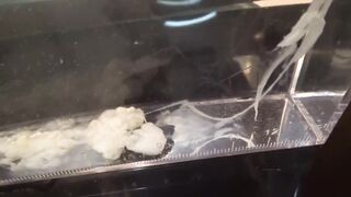 ［依頼］変態短小包茎君が水中射精をし、それを観察するという動画です。感想：予想以上に濃厚精子でした。