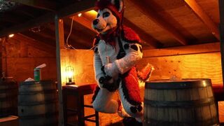 Husky Fursuiter Suspension Jerkoff