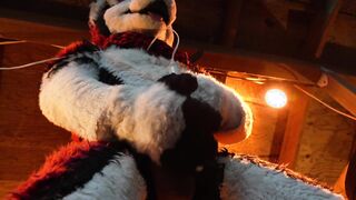 Husky Fursuiter Suspension Jerkoff