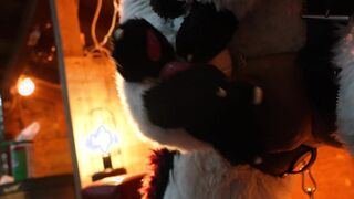 Husky Fursuiter Suspension Jerkoff