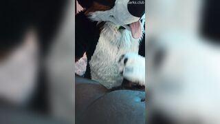 Fur covered Puppy Voz makes a dirt out of SJ