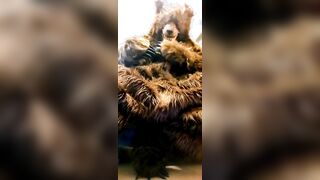 Wolf shoots his huge explosion