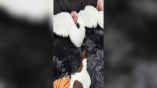 Superb Dudes first-ever ever pawjob. BIG MUD!