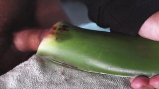 poking an aloe leaf and spunking a gigantic stream
