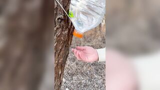 SURVIVAL bushcraft abilities: camping lifehacks outdoors woods asmr