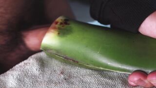 milking off with aloe vera ultil i nut sack a large stream