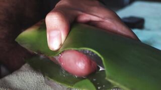 milking off with aloe vera ultil i nut sack a large stream