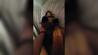 POINT OF VIEW: Youre Boning Your GSD Plushie from Behind