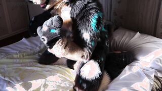 Hyena fursuiter pounds inflatable fucktoy