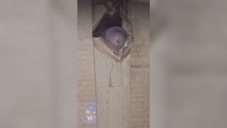 This Glory Heterosexual Verge Crevice Point Of Beef whistle Cell Hanging Close Up Trunk Youngster Shorties