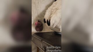 Wruff! Velox by Insatiable Fox Fucktoys bashes ALL the right catches sight of for @AngryBarks Humungous Jizz shot!