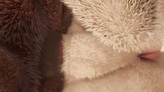 Thick Lion Spunks Inwards Minotaur Grok  (Wooly Homo Intercourse)  Naughty Life Furries