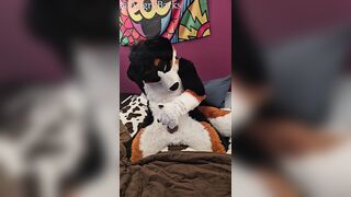 How lengthy can you rail the brim of an ejaculation for? One brave mutt ventures to find out...