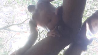 080 Another penetrate in the forest