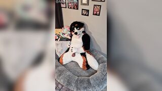 @AngryBarks from the Legends office instructs your how to milk your puppy beau ‍