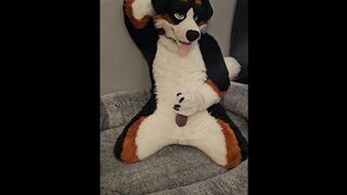 Fertility Check! Fellow Mutt @AngryBarks Jacks his Strong Sack of babymakers and puts his Jizm under a Microscope