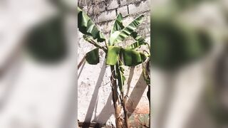 peeing in my yard while my pipe is weakened :(