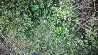 Urinating in Public. Taking a pee on my walk thru the park.