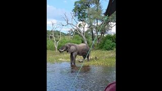 I was highly intimidated, but I did it. Immensely dangerous getting off during Africans safari in Botswana