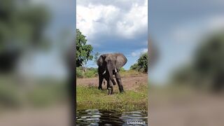 I was highly intimidated, but I did it. Immensely dangerous getting off during Africans safari in Botswana