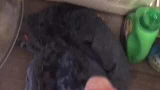 Peeing on my Kithchen Appliances (With Slow Mobility Replay)