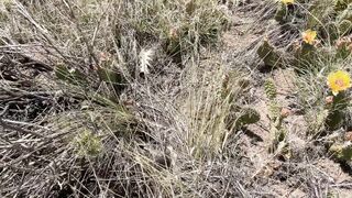 outdoor cool fag gigantic schlong licks jizm