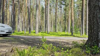 Furry fellow and his uncircumcised acquaintance piss on the side of road in forest next to Tesla truck. Outdoor peeing