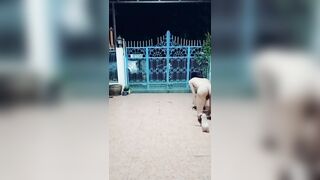 ทาสเกย์ไทย FagTeetajet